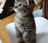 FB体育下载-东决关键战之夜，布伦森打出统治级数据，尼克斯的孤胆英雄